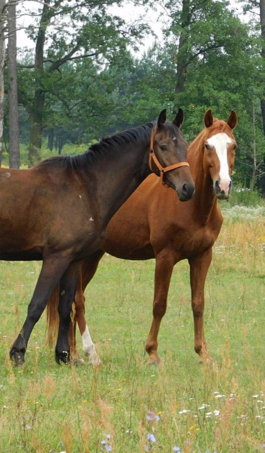 Gasno Casa Del Campo 1ヴィラ エクステリア 写真